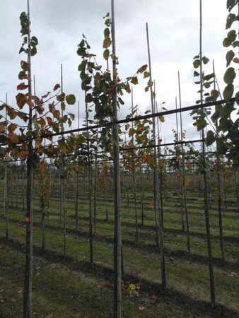 Tilia cordata 'Greenspire' 6-8 Hoogstam wortelgoed - afbeelding 1