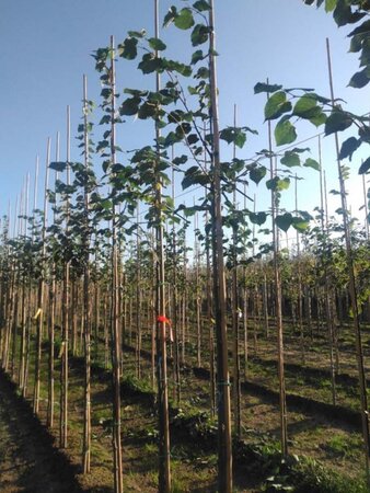 Tilia cordata 'Greenspire' 6-8 Hoogstam wortelgoed - afbeelding 3