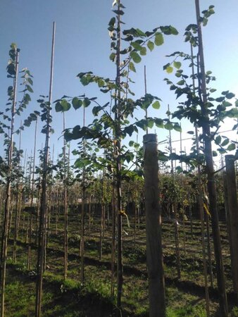 Tilia cordata 'Greenspire' 8-10 Hoogstam wortelgoed - afbeelding 1