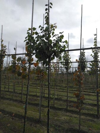 Tilia cordata 'Greenspire' 8-10 Hoogstam wortelgoed - afbeelding 2