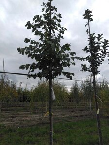 Tilia cordata 'Greenspire' 8-10 Hoogstam wortelgoed - afbeelding 3