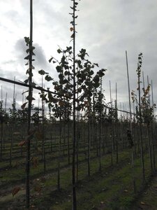 Tilia cordata 'Rancho' 10-12 Hoogstam wortelgoed - afbeelding 2