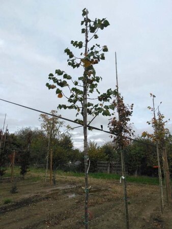 Tilia cordata 'Rancho' 10-12 Hoogstam wortelgoed - afbeelding 3