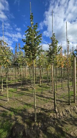 Tilia cordata 'Rancho' 10-12 Hoogstam wortelgoed - afbeelding 1