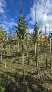 Tilia cordata 'Rancho' 10-12 Hoogstam wortelgoed - afbeelding 1