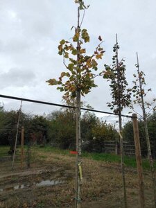 Tilia cordata 'Rancho' 14-16 Hoogstam wortelgoed 2 X verplant