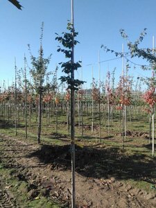 Tilia cordata 'Rancho' 6-8 Hoogstam wortelgoed - afbeelding 1