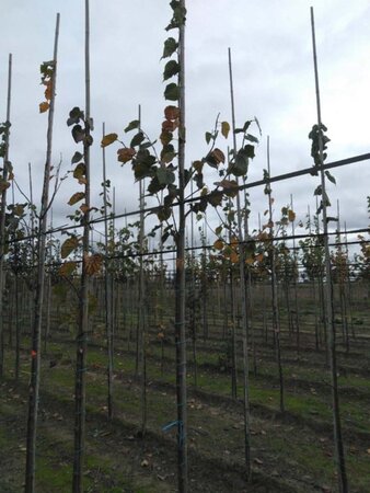 Tilia cordata 'Rancho' 6-8 Hoogstam wortelgoed - afbeelding 3