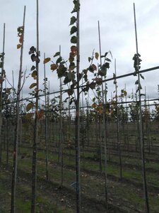 Tilia cordata 'Rancho' 6-8 Hoogstam wortelgoed - afbeelding 3