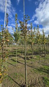 Tilia cordata 'Rancho' 6-8 Hoogstam wortelgoed - afbeelding 2