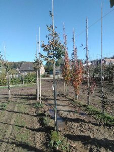 Tilia cordata 'Rancho' 8-10 Hoogstam wortelgoed - afbeelding 1