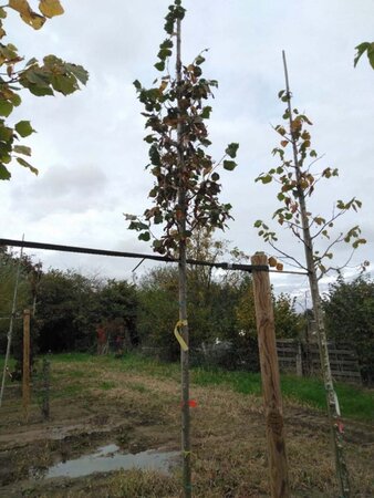 Tilia cordata 'Rancho' 8-10 Hoogstam wortelgoed - afbeelding 2