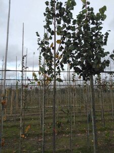 Tilia cordata 'Roelvo' 10-12 Hoogstam wortelgoed