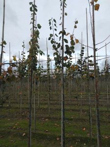 Tilia cordata 'Roelvo' 6-8 Hoogstam wortelgoed