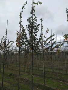 Tilia cordata 'Roelvo' 8-10 Hoogstam wortelgoed