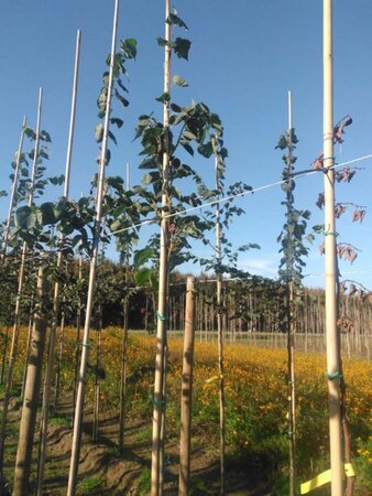 Tilia europaea 'Euchlora' 6-8 Hoogstam wortelgoed - afbeelding 2