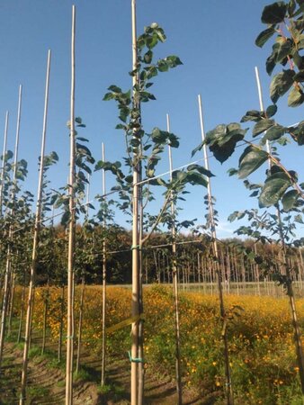 Tilia europaea 'Euchlora' 8-10 Hoogstam wortelgoed