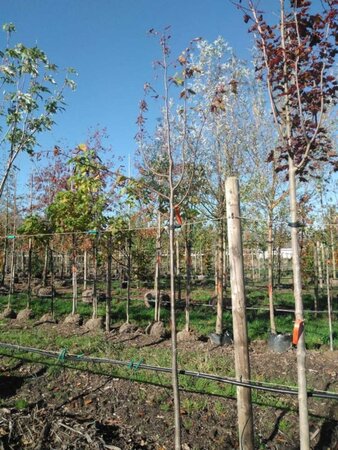 Tilia europaea 'Pallida' 10-12 Hoogstam BAG 3 X verplant - afbeelding 1