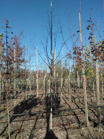 Tilia europaea 'Pallida' 10-12 Hoogstam draadkluit - afbeelding 3