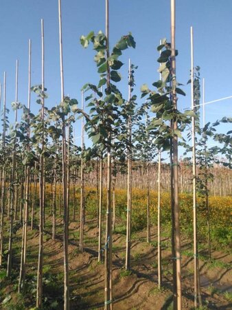 Tilia europaea 'Pallida' 6-8 Hoogstam wortelgoed