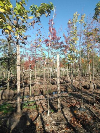 Tilia europaea 'Pallida' 8-10 Hoogstam BAG