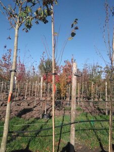 Tilia europaea 'Pallida' 8-10 Hoogstam draadkluit