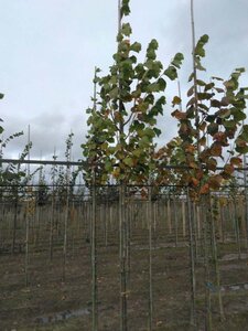 Tilia europaea 'Pallida' 8-10 Hoogstam wortelgoed - afbeelding 3