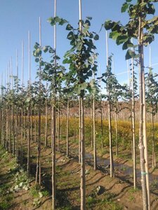 Tilia europaea 'Pallida' 8-10 Hoogstam wortelgoed - afbeelding 2