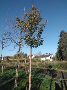 Tilia plat. 'Fastigiata' 20-25 Hoogstam draadkluit 3 X verplant