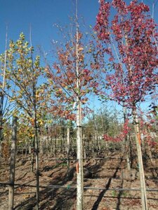 Tilia plat. 'Fastigiata' 25-30 Hoogstam draadkluit 3 X verplant