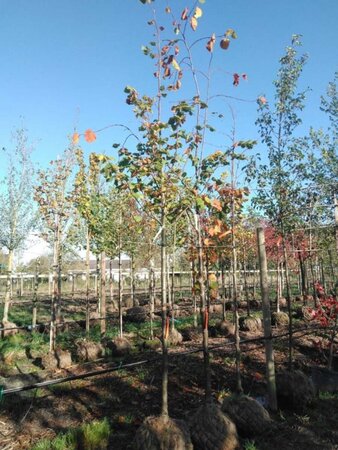 Tilia platyphyllos 14-16 Hoogstam draadkluit 2 X verplant