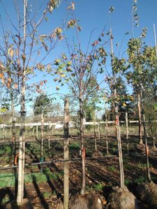 Tilia platyphyllos 18-20 Hoogstam draadkluit 3 X verplant