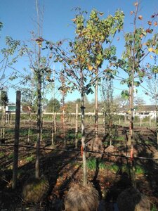 Tilia platyphyllos 20-25 Hoogstam draadkluit 3 X verplant