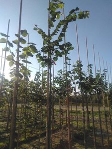 Tilia platyphyllos 8-10 Hoogstam wortelgoed - afbeelding 1