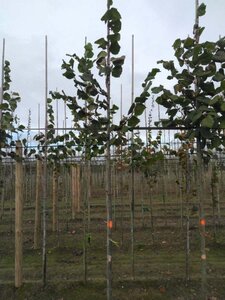 Tilia platyphyllos 8-10 Hoogstam wortelgoed - afbeelding 2