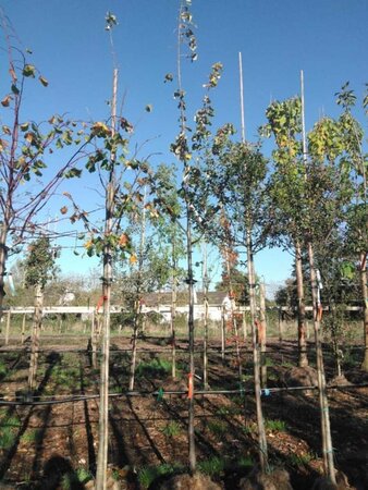 Tilia tomentosa 'Brabant' 12-14 Hoogstam draadkluit 2 X verplant