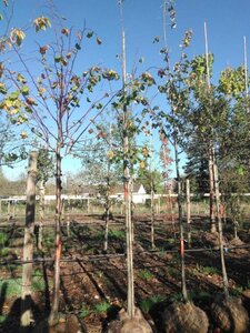 Tilia tomentosa 'Brabant' 14-16 Hoogstam draadkluit 3 X verplant