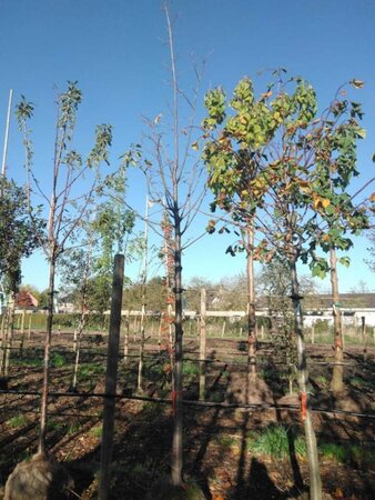 Tilia tomentosa 'Brabant' 18-20 Hoogstam draadkluit 3 X verplant