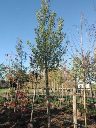 Ulmus 'Columella' 30-35 STA WRB 4 X V