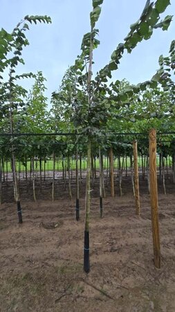 Ulmus glabra 12-14 Hoogstam draadkluit 2 X verplant - afbeelding 3