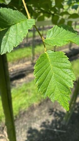 Ulmus glabra 12-14 Hoogstam draadkluit 2 X verplant - afbeelding 2