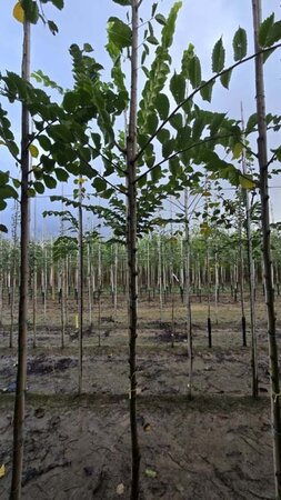 Ulmus glabra 8-10 Hoogstam wortelgoed - afbeelding 2