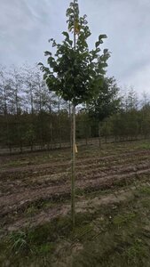 Ulmus 'Nanguen' = ' Lutece' 12-14 Hoogstam wortelgoed 2 X verplant