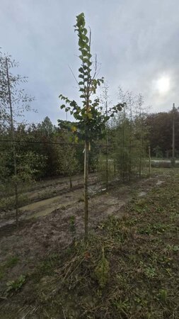 Ulmus 'Nanguen' = ' Lutece' 14-16 Hoogstam wortelgoed 2 X verplant