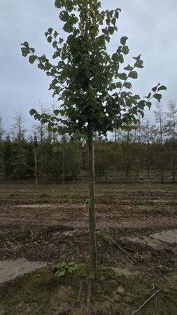 Ulmus 'Nanguen' = ' Lutece' 16-18 Hoogstam draadkluit 3 X verplant