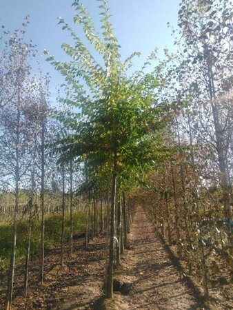 Ulmus 'Sapporo Autumn Gold' 20-25 Hoogstam draadkluit 3 X verplant