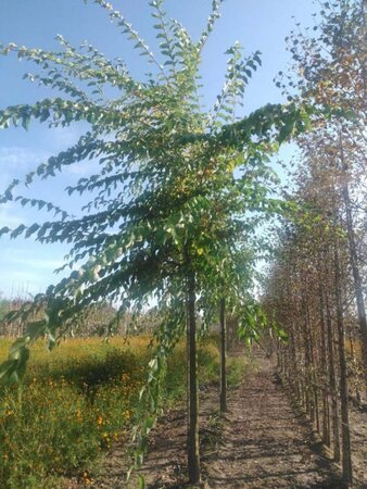 Ulmus 'Sapporo Autumn Gold' 25-30 Hoogstam draadkluit 3 X verplant