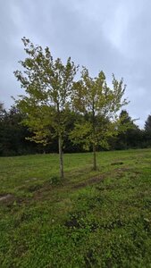 Ulmus 'Sapporo Autumn Gold' 35-40 Hoogstam draadkluit 4 X verplant - afbeelding 2