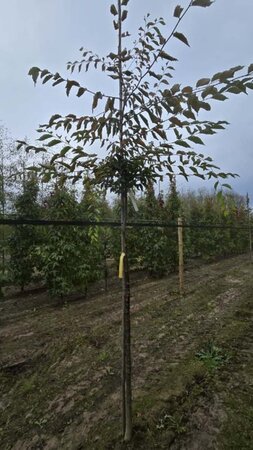 Zelkova serrata 10-12 Hoogstam wortelgoed - afbeelding 1