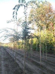 Zelkova serrata 10-12 Hoogstam wortelgoed - afbeelding 3